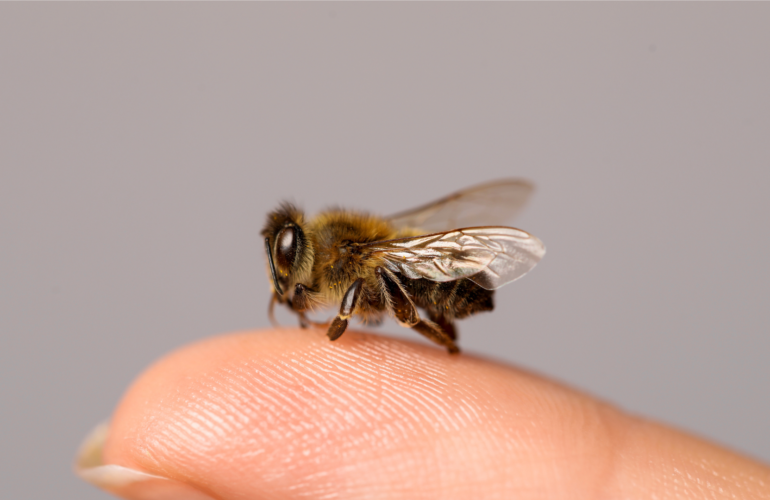 Kaj storiti, če vas piči čebela?